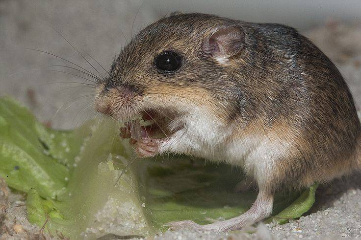 Van’ın kedisi varsa Konya’nın da avurtlağı var 5